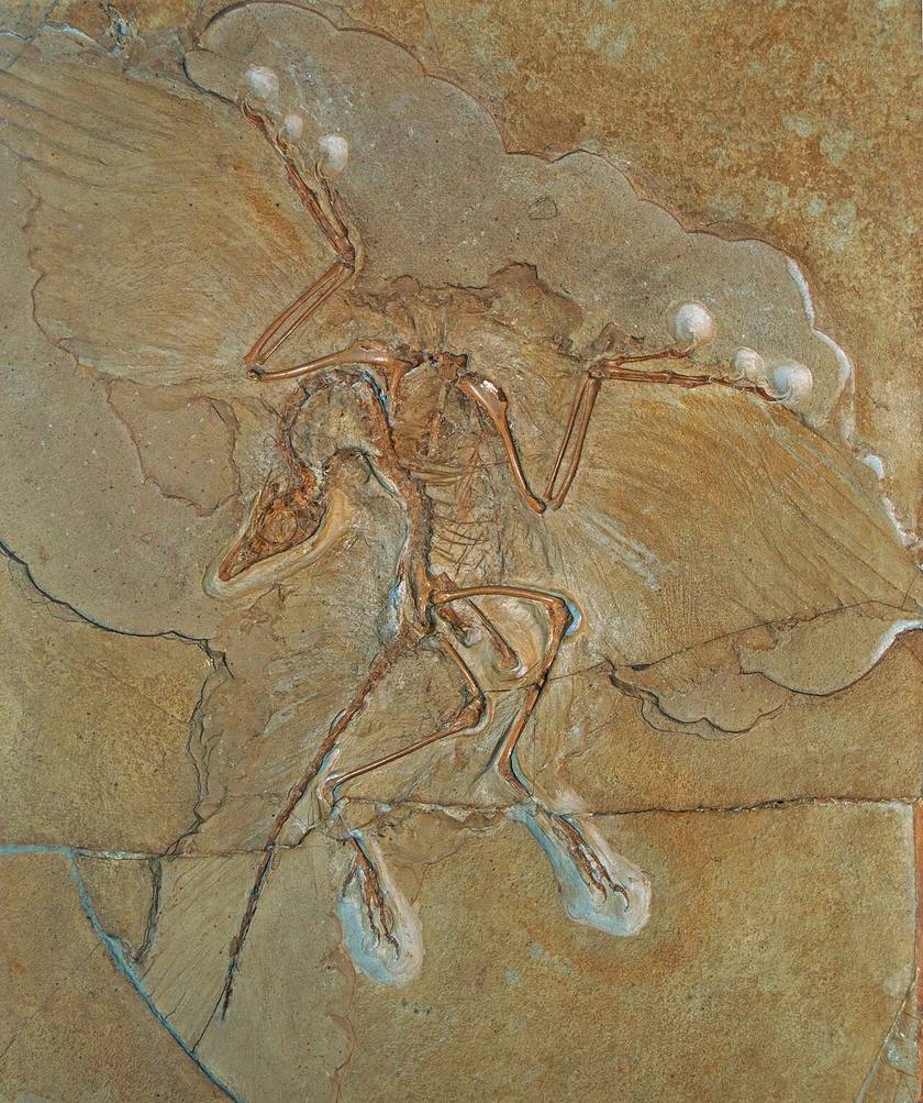The Berlin specimen of Archaeopteryx: a fossil skeleton in pale limestone, with the impressions of its wing and tail feathers spread around it.